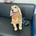 Готовый арендный бизнес в ЖК "Томилино" 