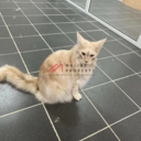 Готовый арендный бизнес в ЖК "Томилино" 