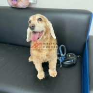 Готовый арендный бизнес в ЖК "Томилино" 