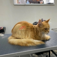 Готовый арендный бизнес в ЖК "Томилино" 