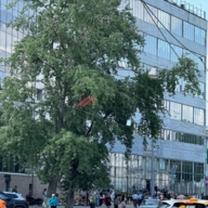 Продажа помещения с арендаторами в бизнec-центре "Виктopия плазa"